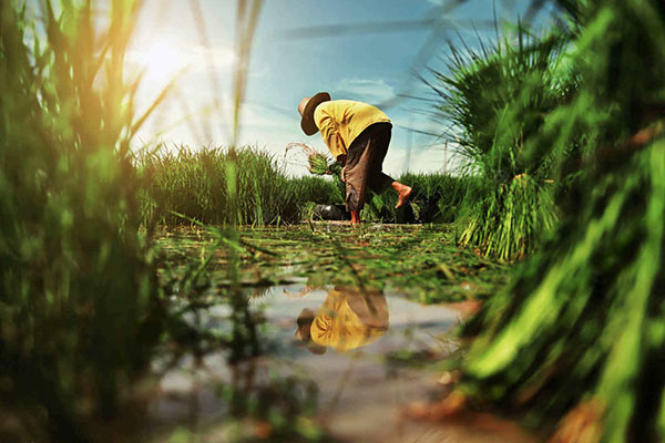 Biological pesticide